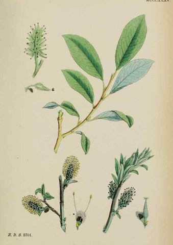Reproducción/Reproduction 48753629258: English botany, or, Coloured figures of British plants /. London :R. Hardwicke,1863-1886.. 