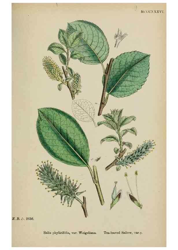 Reproducción/Reproduction 48754144347: English botany, or, Coloured figures of British plants /. London :R. Hardwicke,1863-1886.. 