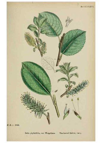 Reproducción/Reproduction 48754144347: English botany, or, Coloured figures of British plants /. London :R. Hardwicke,1863-1886.. 