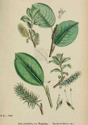 Reproducción/Reproduction 48754144347: English botany, or, Coloured figures of British plants /. London :R. Hardwicke,1863-1886.. 