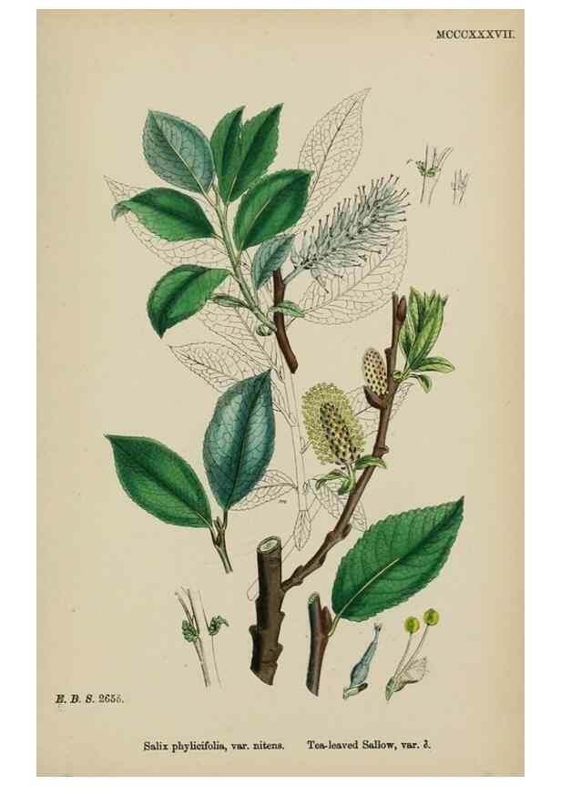 Reproducción/Reproduction 48753629768: English botany, or, Coloured figures of British plants /. London :R. Hardwicke,1863-1886.. 