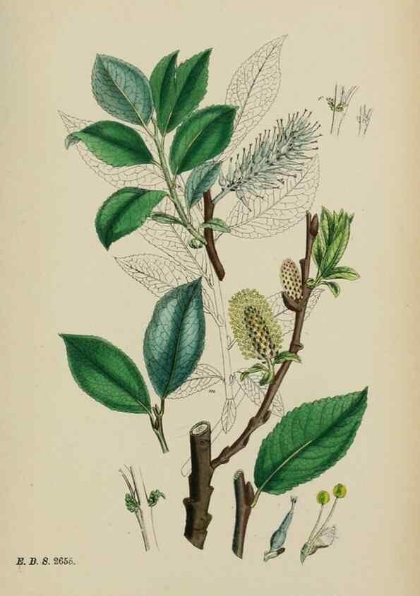 Reproducción/Reproduction 48753629768: English botany, or, Coloured figures of British plants /. London :R. Hardwicke,1863-1886.. 