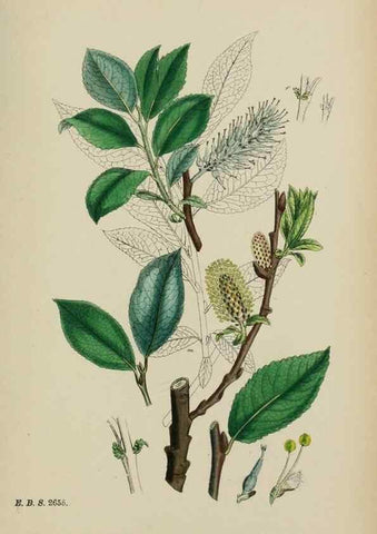 Reproducción/Reproduction 48753629768: English botany, or, Coloured figures of British plants /. London :R. Hardwicke,1863-1886.. 