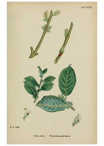 Reproducción/Reproduction 48753628203: English botany, or, Coloured figures of British plants /. London :R. Hardwicke,1863-1886.. 