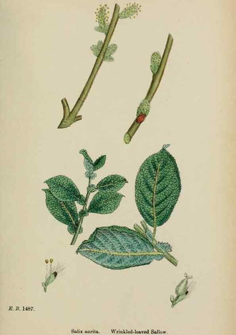 Reproducción/Reproduction 48753628203: English botany, or, Coloured figures of British plants /. London :R. Hardwicke,1863-1886.. 