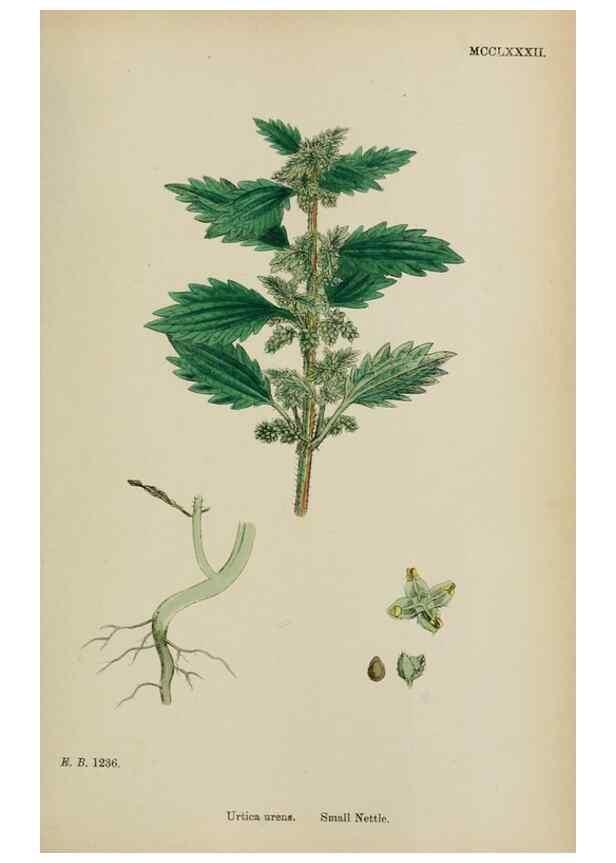 Reproducción/Reproduction 48754124292: English botany, or, Coloured figures of British plants /. London :R. Hardwicke,1863-1886.. 