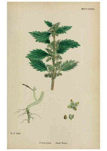 Reproducción/Reproduction 48754124292: English botany, or, Coloured figures of British plants /. London :R. Hardwicke,1863-1886.. 