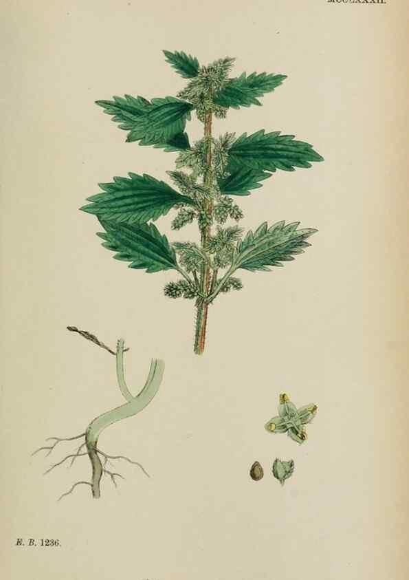Reproducción/Reproduction 48754124292: English botany, or, Coloured figures of British plants /. London :R. Hardwicke,1863-1886.. 