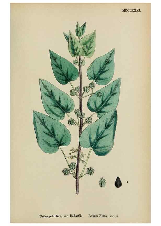 Reproducción/Reproduction 48753609468: English botany, or, Coloured figures of British plants /. London :R. Hardwicke,1863-1886.. 