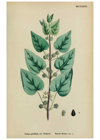Reproducción/Reproduction 48753609468: English botany, or, Coloured figures of British plants /. London :R. Hardwicke,1863-1886.. 