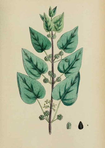 Reproducción/Reproduction 48753609468: English botany, or, Coloured figures of British plants /. London :R. Hardwicke,1863-1886.. 