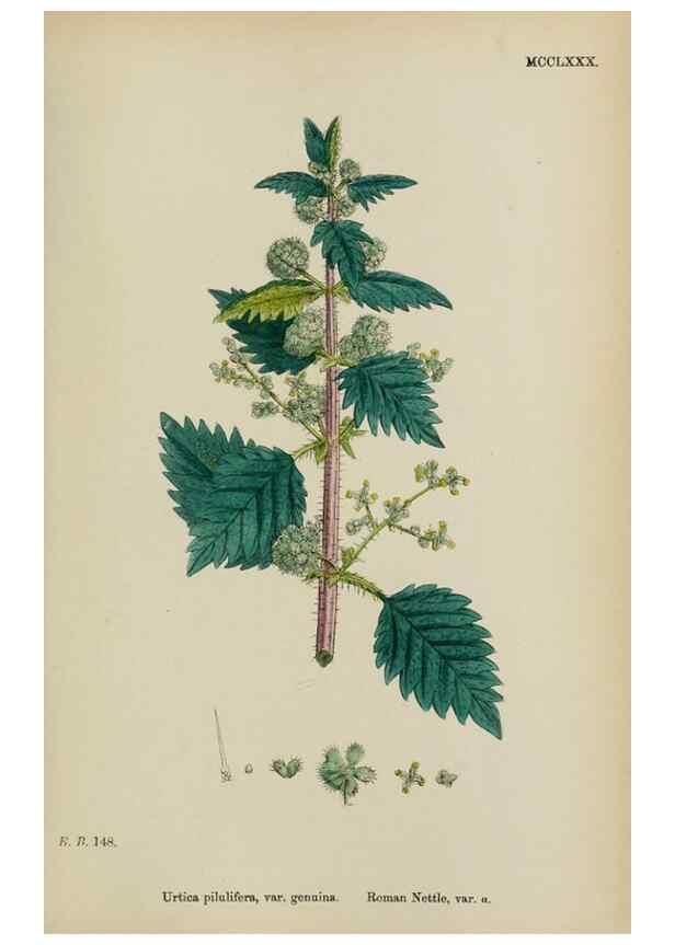 Reproducción/Reproduction 48753609198: English botany, or, Coloured figures of British plants /. London :R. Hardwicke,1863-1886.. 