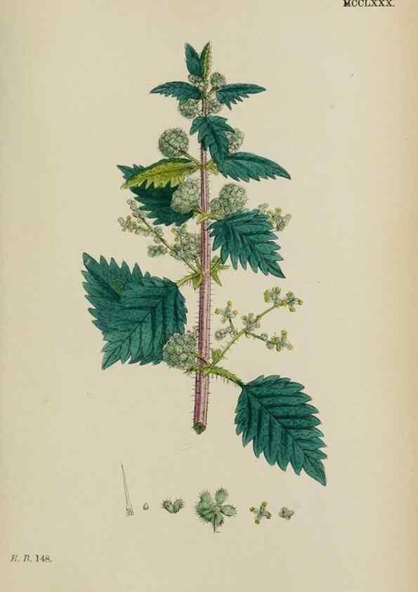 Reproducción/Reproduction 48753609198: English botany, or, Coloured figures of British plants /. London :R. Hardwicke,1863-1886.. 
