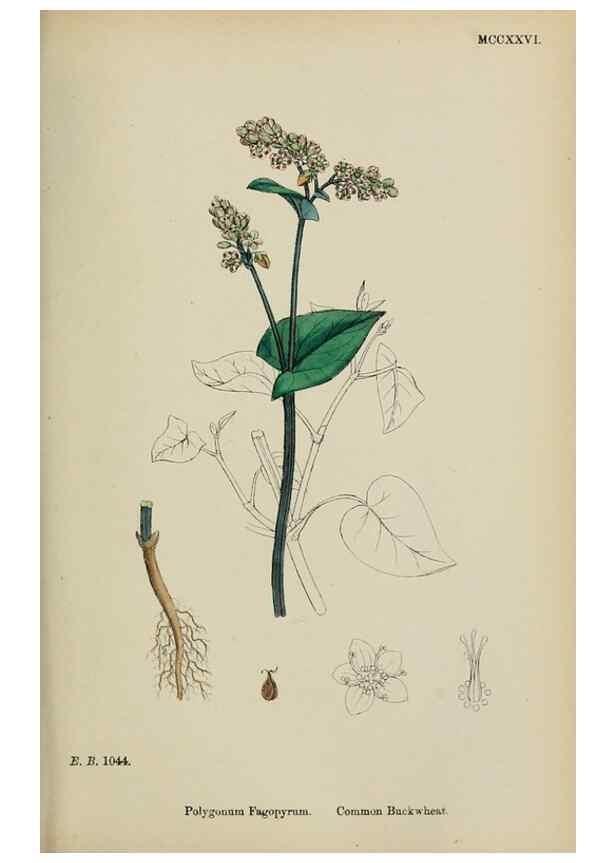 Reproducción/Reproduction 48754103912: English botany, or, Coloured figures of British plants /. London :R. Hardwicke,1863-1886.. 