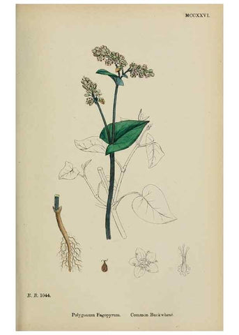 Reproducción/Reproduction 48754103912: English botany, or, Coloured figures of British plants /. London :R. Hardwicke,1863-1886.. 