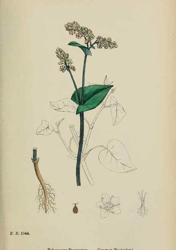 Reproducción/Reproduction 48754103912: English botany, or, Coloured figures of British plants /. London :R. Hardwicke,1863-1886.. 