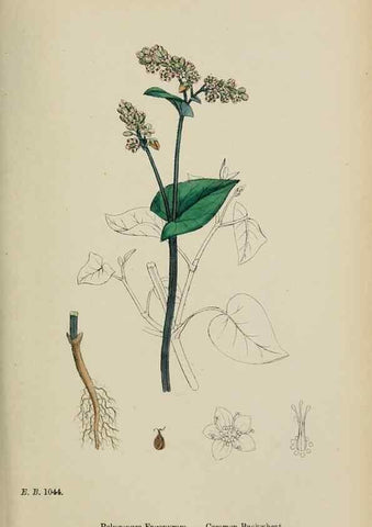 Reproducción/Reproduction 48754103912: English botany, or, Coloured figures of British plants /. London :R. Hardwicke,1863-1886.. 