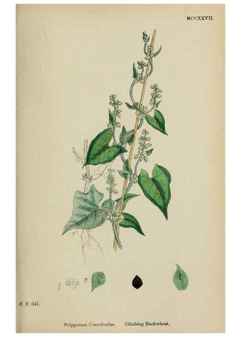 Reproducción/Reproduction 48753913666: English botany, or, Coloured figures of British plants /. London :R. Hardwicke,1863-1886.. 