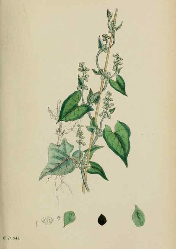 Reproducción/Reproduction 48753913666: English botany, or, Coloured figures of British plants /. London :R. Hardwicke,1863-1886.. 