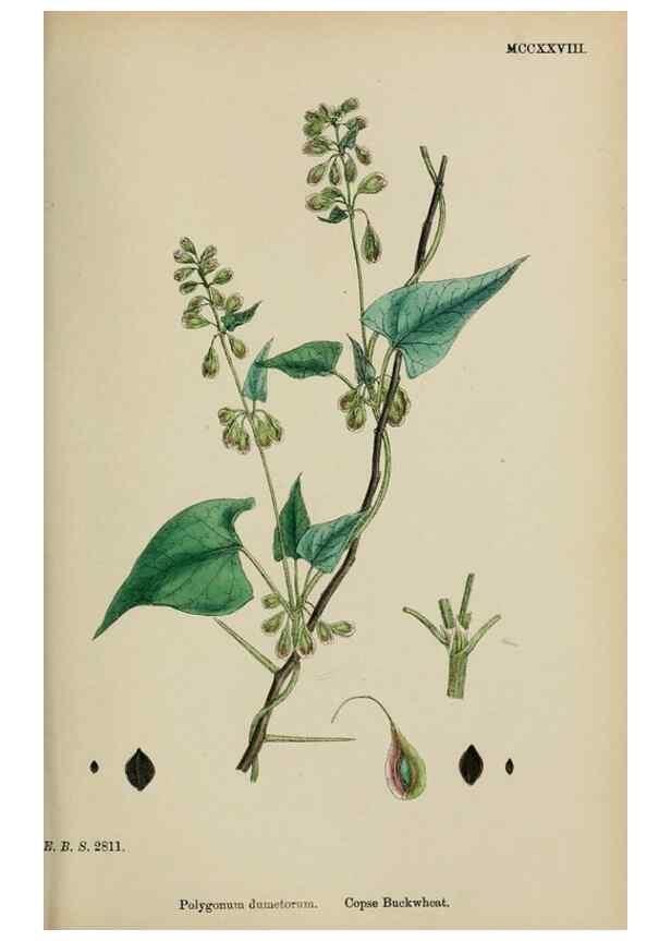 Reproducción/Reproduction 48754104342: English botany, or, Coloured figures of British plants /. London :R. Hardwicke,1863-1886.. 