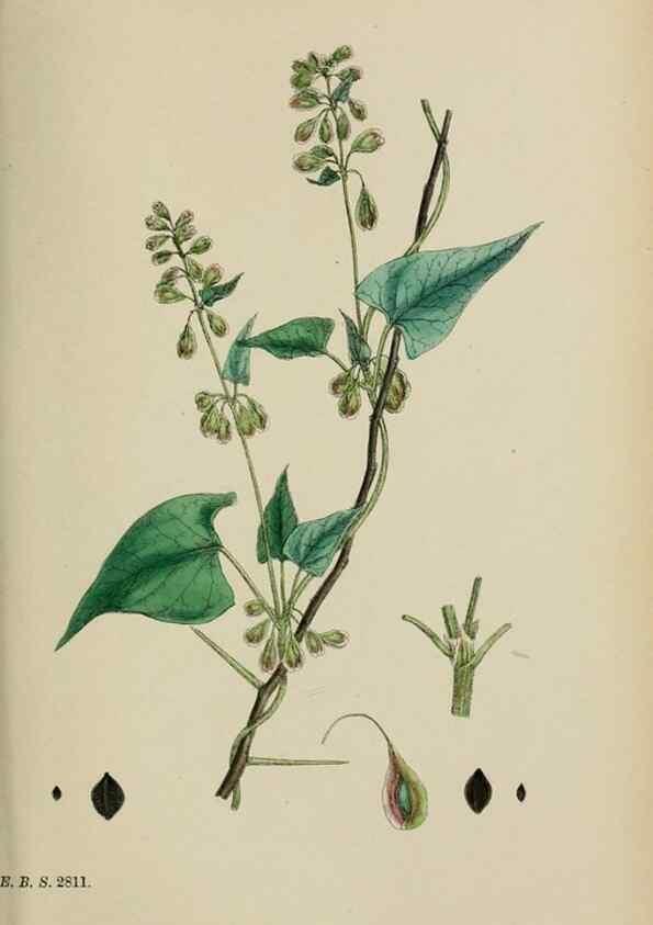 Reproducción/Reproduction 48754104342: English botany, or, Coloured figures of British plants /. London :R. Hardwicke,1863-1886.. 