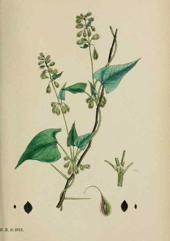 Reproducción/Reproduction 48754104342: English botany, or, Coloured figures of British plants /. London :R. Hardwicke,1863-1886.. 