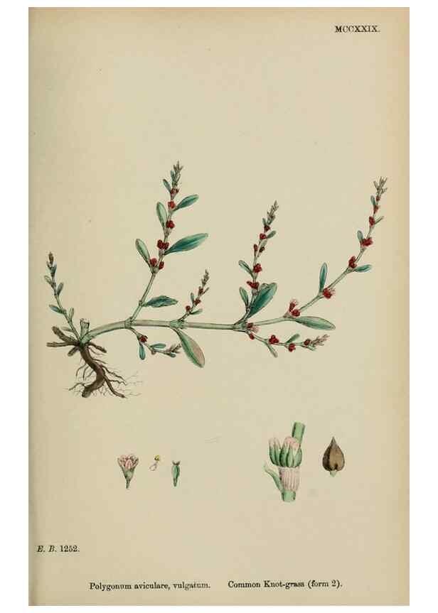 Reproducción/Reproduction 48753914051: English botany, or, Coloured figures of British plants /. London :R. Hardwicke,1863-1886.. 