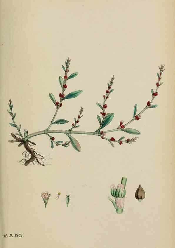 Reproducción/Reproduction 48753914051: English botany, or, Coloured figures of British plants /. London :R. Hardwicke,1863-1886.. 