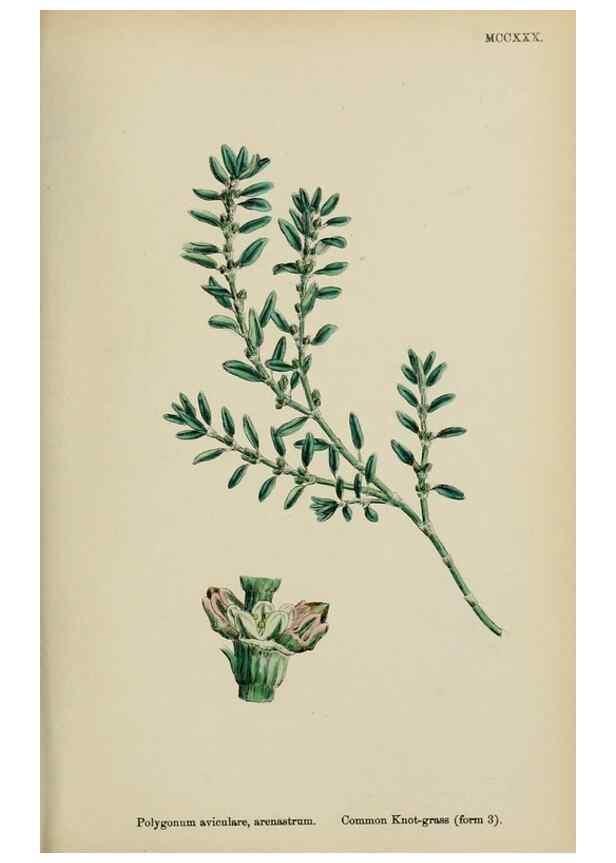 Reproducción/Reproduction 48753914261: English botany, or, Coloured figures of British plants /. London :R. Hardwicke,1863-1886.. 