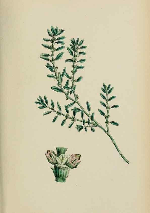 Reproducción/Reproduction 48753914261: English botany, or, Coloured figures of British plants /. London :R. Hardwicke,1863-1886.. 