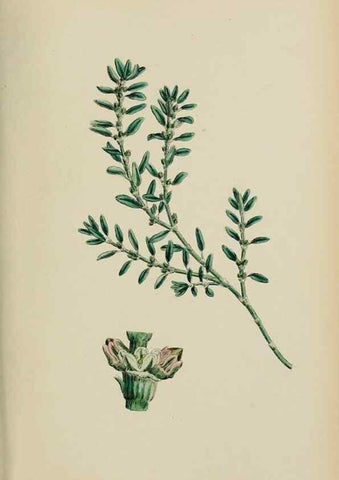 Reproducción/Reproduction 48753914261: English botany, or, Coloured figures of British plants /. London :R. Hardwicke,1863-1886.. 