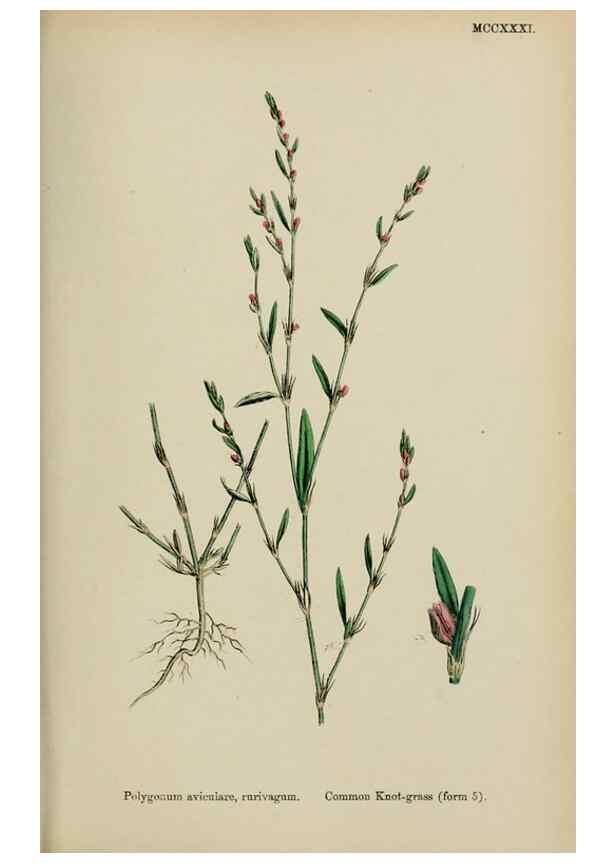 Reproducción/Reproduction 48753914486: English botany, or, Coloured figures of British plants /. London :R. Hardwicke,1863-1886.. 