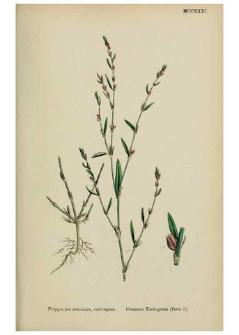 Reproducción/Reproduction 48753914486: English botany, or, Coloured figures of British plants /. London :R. Hardwicke,1863-1886.. 