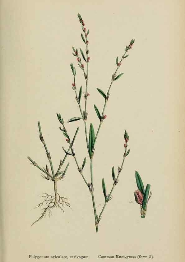 Reproducción/Reproduction 48753914486: English botany, or, Coloured figures of British plants /. London :R. Hardwicke,1863-1886.. 