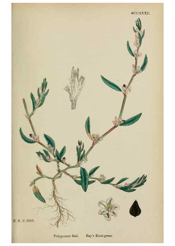 Reproducción/Reproduction 48753590363: English botany, or, Coloured figures of British plants /. London :R. Hardwicke,1863-1886.. 
