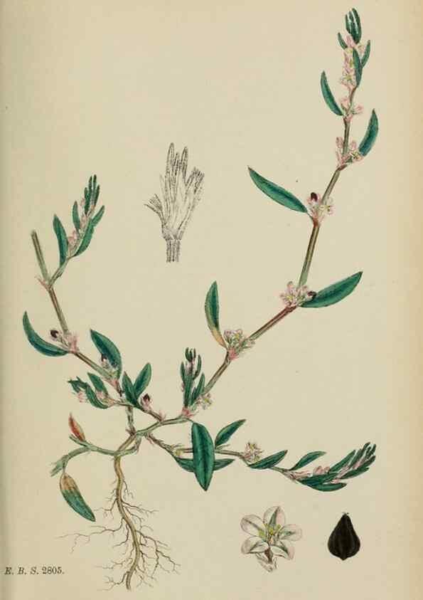 Reproducción/Reproduction 48753590363: English botany, or, Coloured figures of British plants /. London :R. Hardwicke,1863-1886.. 