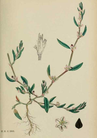 Reproducción/Reproduction 48753590363: English botany, or, Coloured figures of British plants /. London :R. Hardwicke,1863-1886.. 