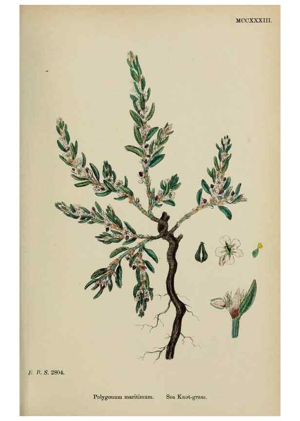 Reproducción/Reproduction 48753590598: English botany, or, Coloured figures of British plants /. London :R. Hardwicke,1863-1886.. 