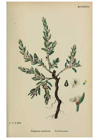 Reproducción/Reproduction 48753590598: English botany, or, Coloured figures of British plants /. London :R. Hardwicke,1863-1886.. 