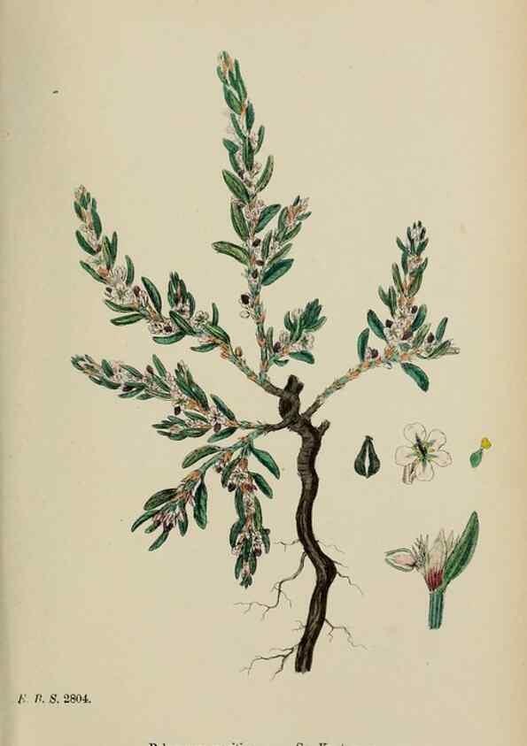 Reproducción/Reproduction 48753590598: English botany, or, Coloured figures of British plants /. London :R. Hardwicke,1863-1886.. 