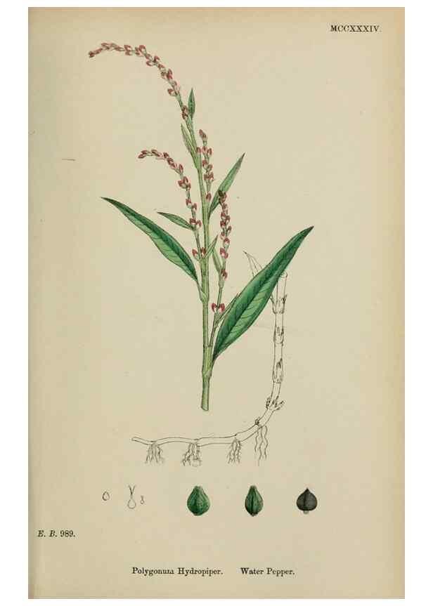 Reproducción/Reproduction 48753590823: English botany, or, Coloured figures of British plants /. London :R. Hardwicke,1863-1886.. 