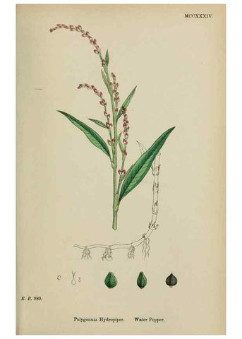 Reproducción/Reproduction 48753590823: English botany, or, Coloured figures of British plants /. London :R. Hardwicke,1863-1886.. 