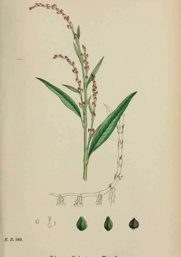 Reproducción/Reproduction 48753590823: English botany, or, Coloured figures of British plants /. London :R. Hardwicke,1863-1886.. 