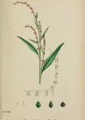 Reproducción/Reproduction 48753590823: English botany, or, Coloured figures of British plants /. London :R. Hardwicke,1863-1886.. 