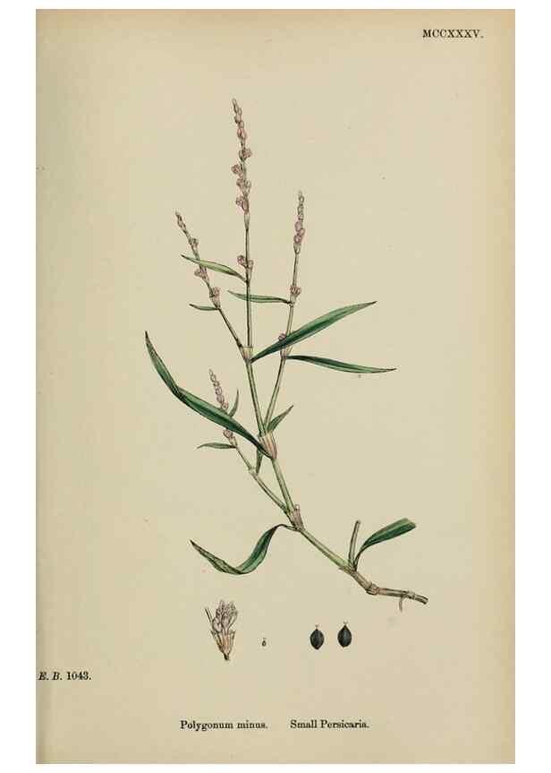 Reproducción/Reproduction 48753922281: English botany, or, Coloured figures of British plants /. London :R. Hardwicke,1863-1886.. 