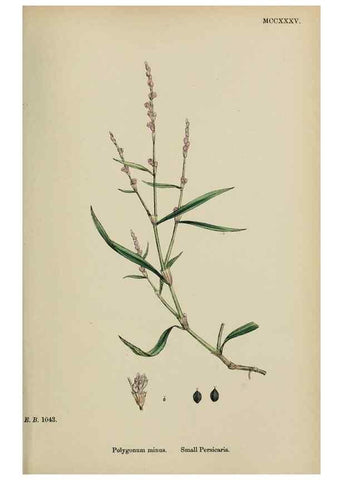Reproducción/Reproduction 48753922281: English botany, or, Coloured figures of British plants /. London :R. Hardwicke,1863-1886.. 