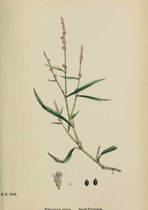 Reproducción/Reproduction 48753922281: English botany, or, Coloured figures of British plants /. London :R. Hardwicke,1863-1886.. 