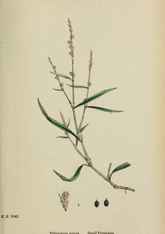 Reproducción/Reproduction 48753922281: English botany, or, Coloured figures of British plants /. London :R. Hardwicke,1863-1886.. 