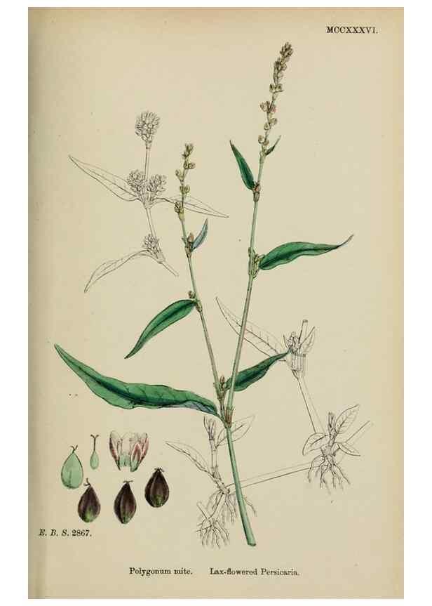 Reproducción/Reproduction 48753598578: English botany, or, Coloured figures of British plants /. London :R. Hardwicke,1863-1886.. 
