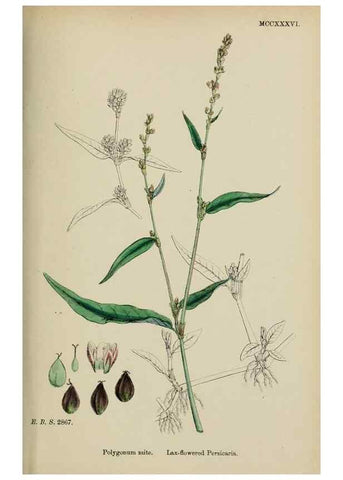 Reproducción/Reproduction 48753598578: English botany, or, Coloured figures of British plants /. London :R. Hardwicke,1863-1886.. 